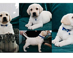 Собаки в Владимире: Лабрадор-ретривер, щенок Мальчик, Бесплатно - фото 1
