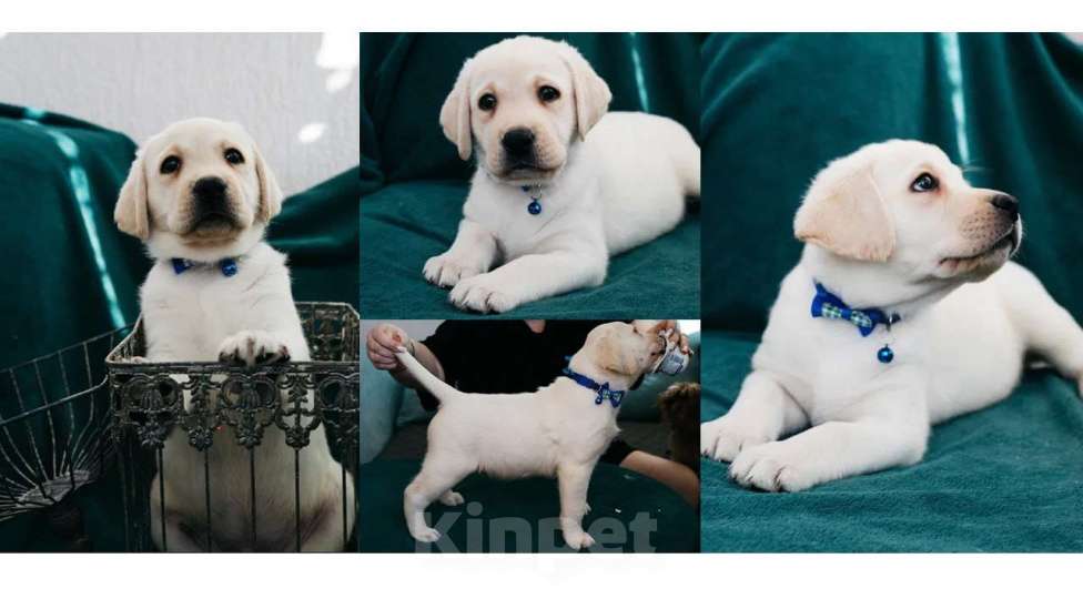 Собаки в Владимире: Лабрадор-ретривер, щенок Мальчик, Бесплатно - фото 1