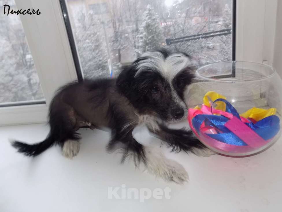 Собаки в Москве: Китайская хохлатая собака Мальчик, 35 000 руб. - фото 2