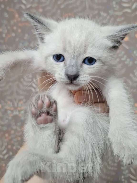 Кошки в Краснодаре: Тайский котенок Мальчик, 7 000 руб. - фото 3