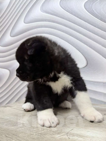 Собаки в Пласте: Щенки два месяца Мальчик, Бесплатно - фото 2