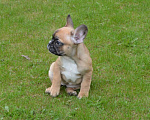 Собаки в Твери: Малышка французского бульдога Девочка, 35 000 руб. - фото 2