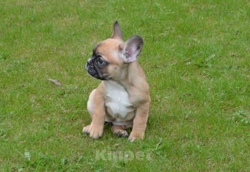 Собаки в Твери: Малышка французского бульдога Девочка, 35 000 руб. - фото 2
