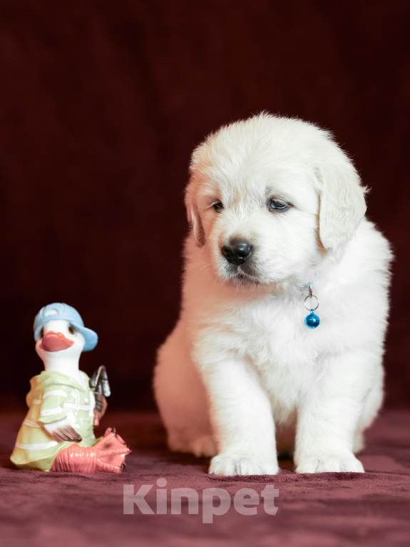 Собаки в других городах Московской области: Лексус Мальчик, 100 000 руб. - фото 3