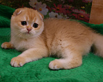 Кошки в Москве: Золотая вислоухая девочка Девочка, 35 000 руб. - фото 3