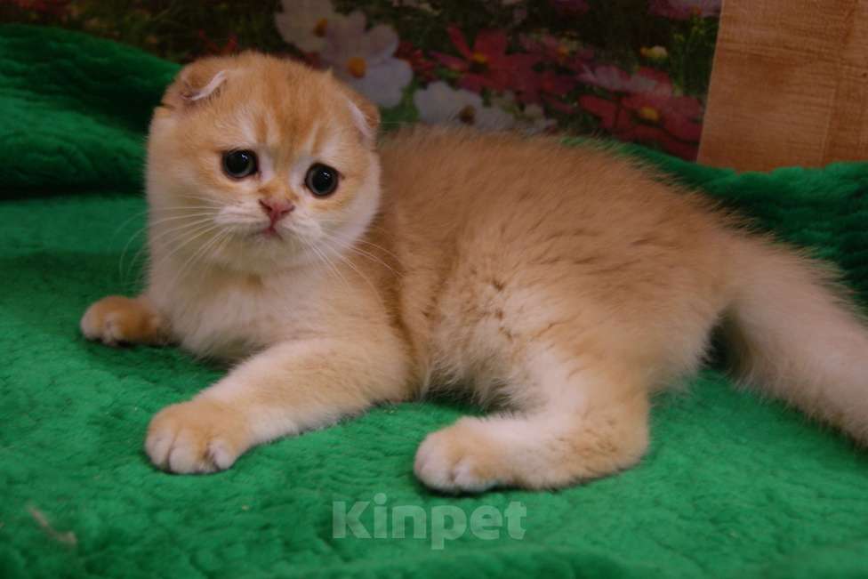 Кошки в Москве: Золотая вислоухая девочка Девочка, 35 000 руб. - фото 3