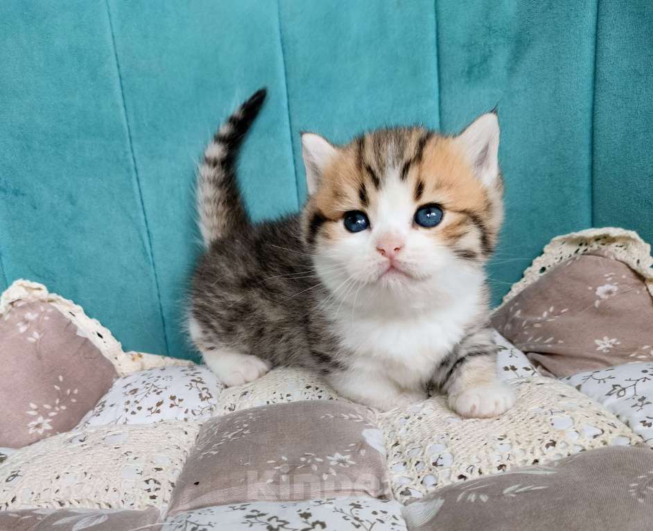 Кошки в Воронеже: Манчкин мальчик Мальчик, 50 000 руб. - фото 2