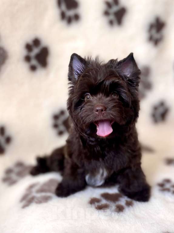 Собаки в Москве: Шоколадный цветной йорк щенки Мальчик, 55 000 руб. - фото 3