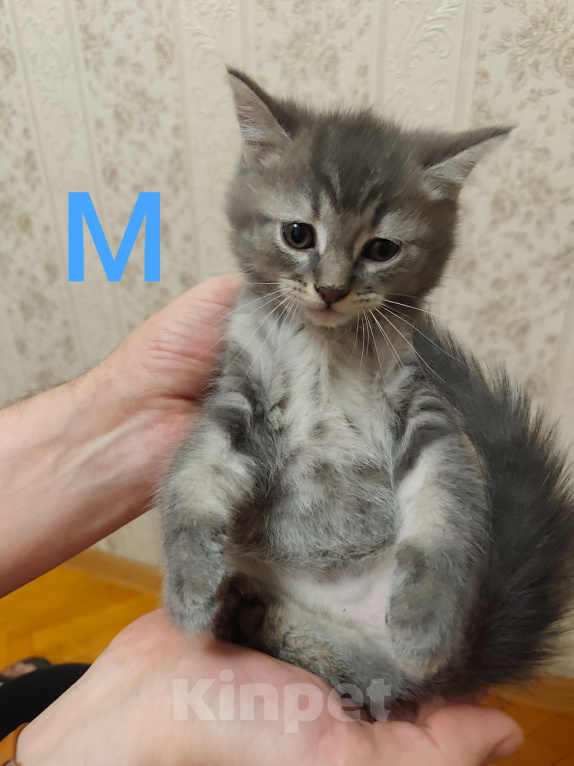 Кошки в Москве: Шотландие котята Мальчик, 6 000 руб. - фото 1