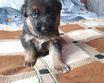 Собаки в Нижнем Новгороде: Щенки немецкой овчарки Мальчик, Бесплатно - фото 1