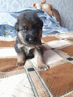 Щенки немецкой овчарки