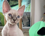 Кошки в Сочи: Котенок Девон рекс Мальчик, 55 000 руб. - фото 3