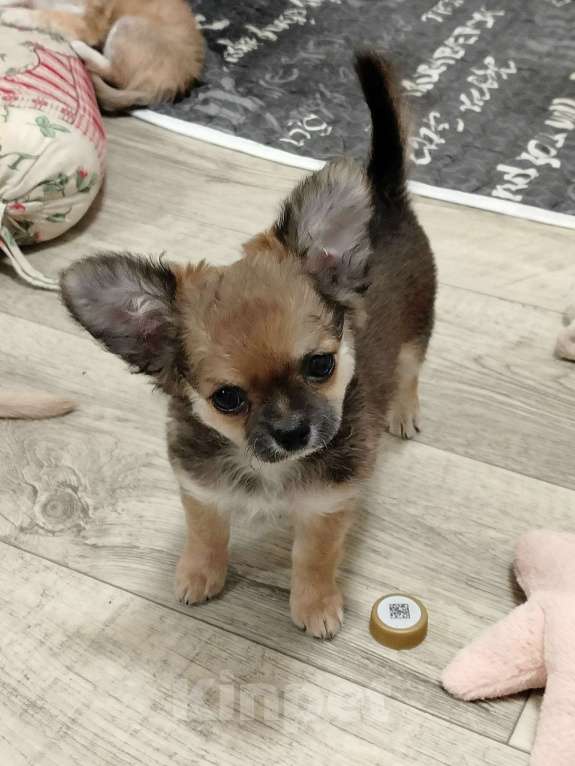 Собаки в других городах Челябинской области: чихуахуа щенки Девочка, 50 000 руб. - фото 1