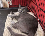 Кошки в Москве: Русский голубой котенок-подросток живет в клетке взаперти 💔 Мальчик, Бесплатно - фото 2