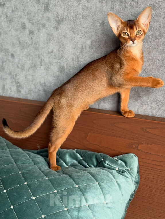 Кошки в Краснодаре: Абиссинский котенок дикого окраса  Девочка, 75 000 руб. - фото 4