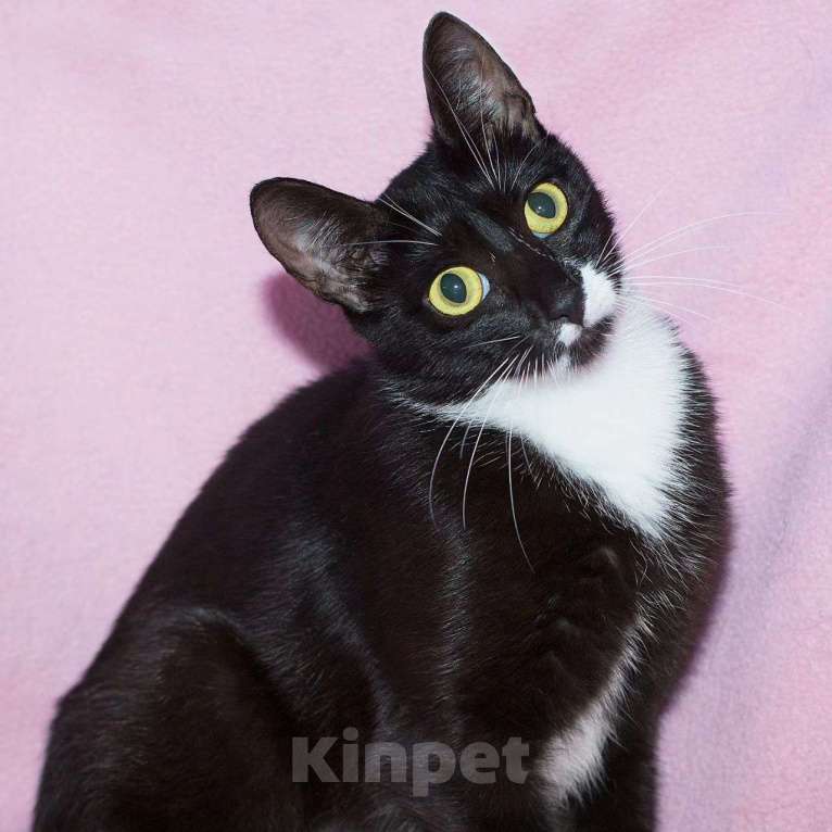 Кошки в Москве: Кошечка Клякса ищет добрые руки Девочка, Бесплатно - фото 3