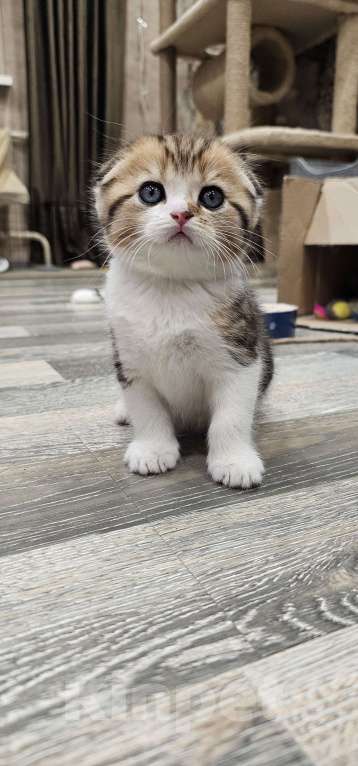 Кошки в Балашихе: Шотландский здоровяк Мальчик, 45 000 руб. - фото 2