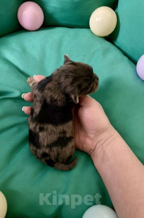 Собаки в Москве: Блю мерле йорк мальчик стандарт под резерв Мальчик, Бесплатно - фото 3