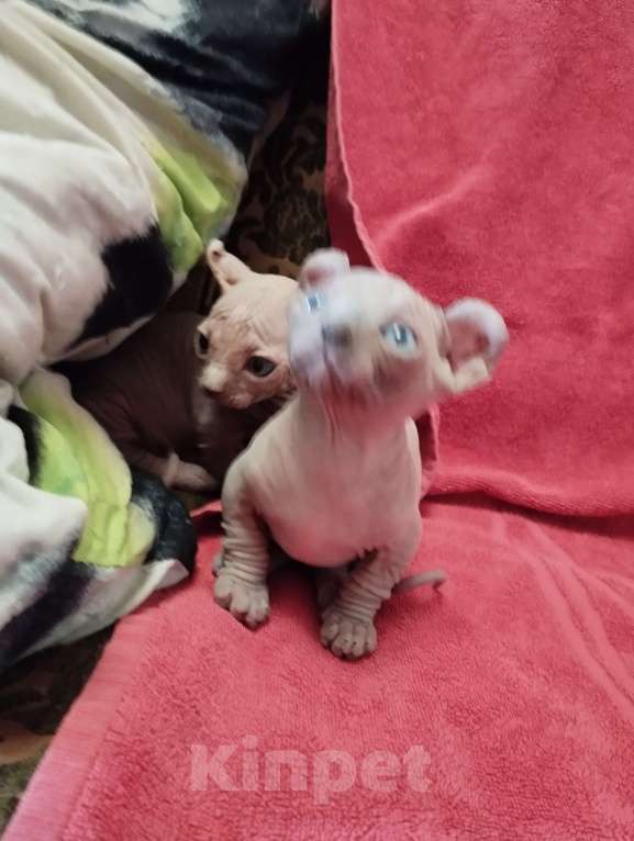 Кошки в Тутаеве: Малышка двэльф. Супер! Сиренево-дымчатая . Однотонная. Ждет самые нежные и любящие ручки! Девочка, 20 000 руб. - фото 3