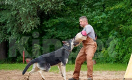 Собаки в других городах Московской области: Щенок ВЕО рождён 7 мая 2025. Прививка комплексная в 3 месяца, ветпаспорт. Растёт за городом.  Девочка, 18 000 руб. - фото 4
