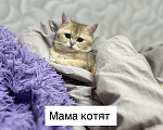 Кошки в Владимире: Британские шиншиллы (котята, окрас черное золото ny25) Мальчик, 24 000 руб. - фото 7