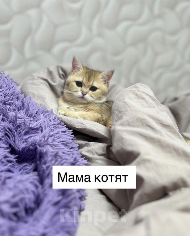 Кошки в Владимире: Британские шиншиллы (котята, окрас черное золото ny25) Мальчик, 24 000 руб. - фото 7