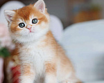 Кошки в Владивостоке: Британский золотистый котенок Мальчик, 80 000 руб. - фото 4