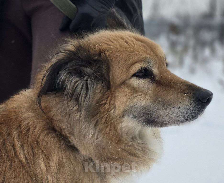 Собаки в Королеве: Пушистая и умная Лесси ищет дом Девочка, Бесплатно - фото 4