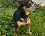 Собаки в Бийске: Той-терьер, Бесплатно - фото 3
