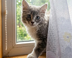 Кошки в Санкт-Петербурге: Котенок в добрые руки Девочка, Бесплатно - фото 1