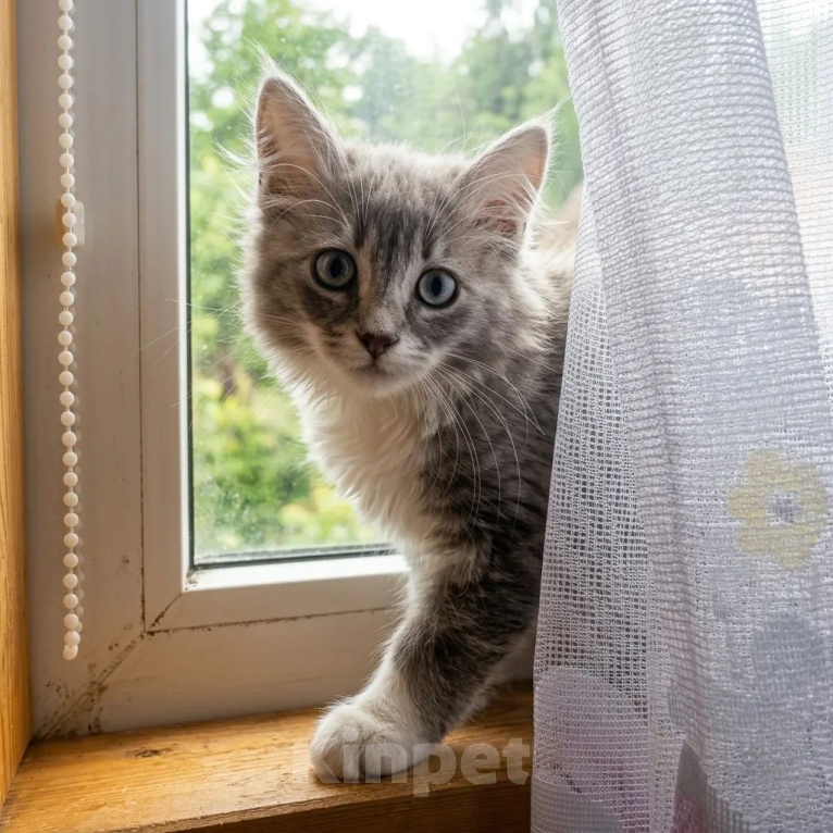 Кошки в Санкт-Петербурге: Котенок в добрые руки Девочка, Бесплатно - фото 1
