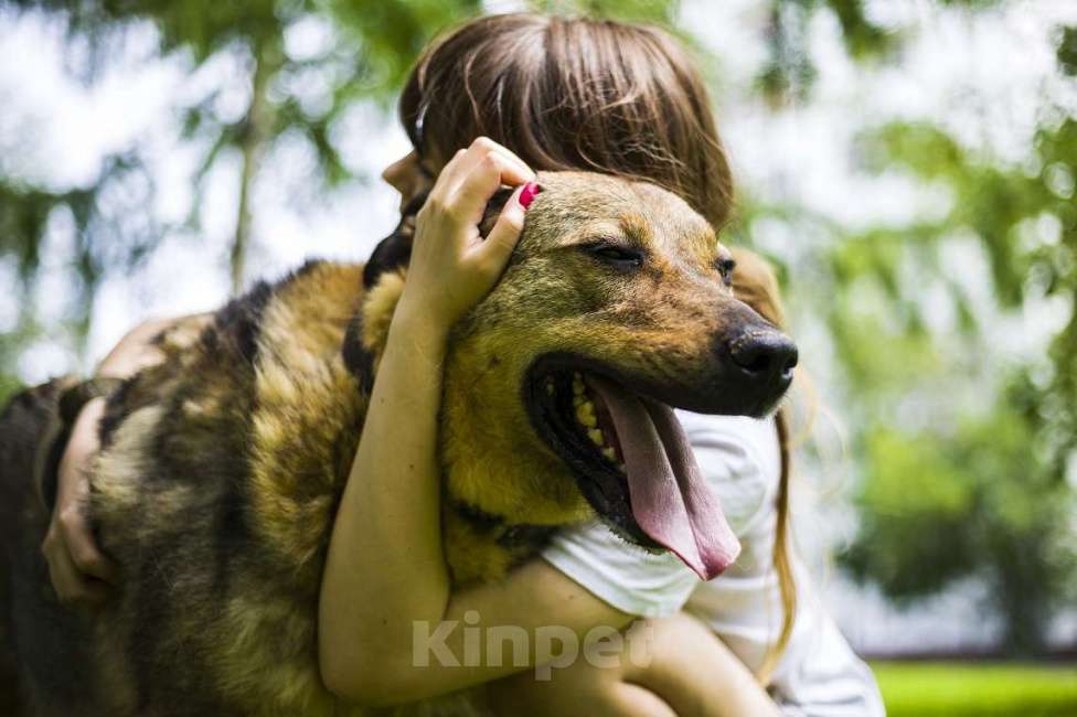 Собаки в Москве: Пальма Девочка, Бесплатно - фото 1