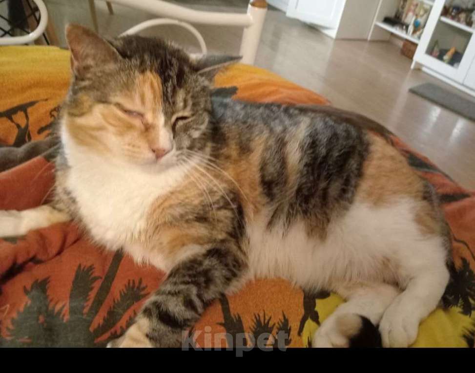 Кошки в Кудрово: Отдам в хорошие руки ласковую кошечку  Девочка, Бесплатно - фото 1