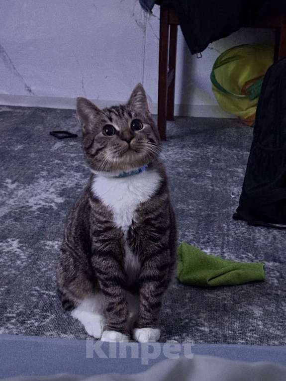 Кошки в Москве: Кот. Котик. Котенок.  Мальчик, Бесплатно - фото 2