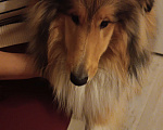 Собаки в Сергиеве Посаде: Пропал колли, рыжего цвета Мальчик, 1 руб. - фото 1