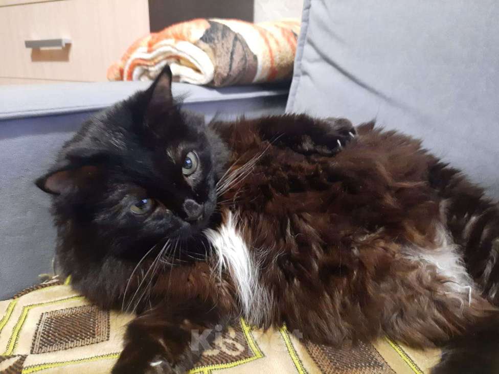 Кошки в Волгограде: Взрослая умная кошка МУСЯ Девочка, Бесплатно - фото 1