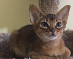 Кошки в Верее: Абиссинские котята  Девочка, 15 000 руб. - фото 7