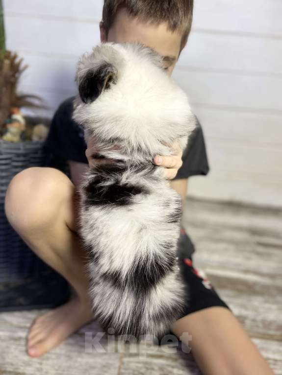 Собаки в других городах Московской области: Щенки Австралийской овчарки (Аууси) Мальчик, 80 000 руб. - фото 2