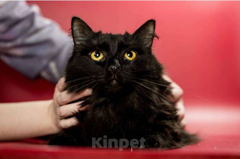 Кошки в Ивантеевке: Кошечка в добрые руки Девочка, Бесплатно - фото 3