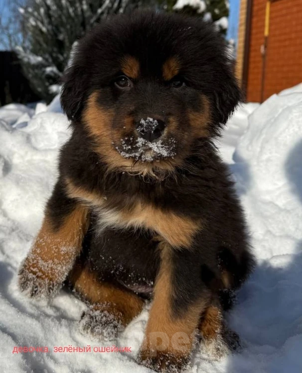 Собаки в Курске: Продам Щенков Монгольского бьанхара Разнополые, 40 000 руб. - фото 5