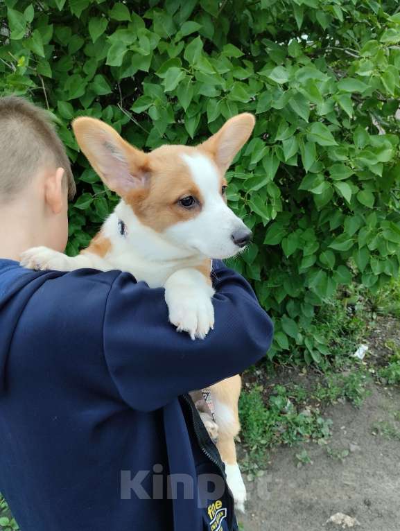 Собаки в Павлово: Марта Девочка, 40 000 руб. - фото 2