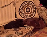 Кошки в Санкт-Петербурге: Котенок Кентаврик черный 3,5 мес. Мальчик, 100 руб. - фото 1