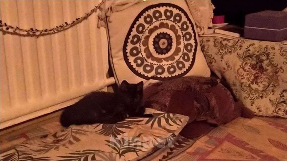 Кошки в Санкт-Петербурге: Котенок Кентаврик черный 3,5 мес. Мальчик, 100 руб. - фото 1