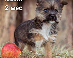 Собаки в Москве: маленькая собачка щенок Микки ищет дом Мальчик, 100 руб. - фото 1