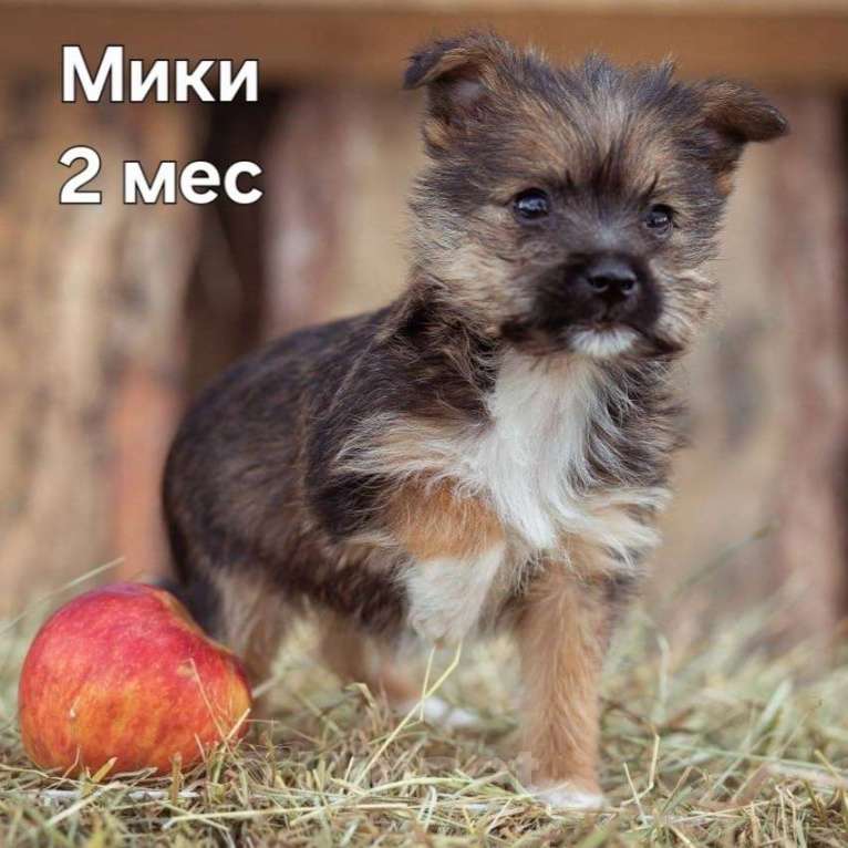 Собаки в Москве: маленькая собачка щенок Микки ищет дом Мальчик, 100 руб. - фото 1