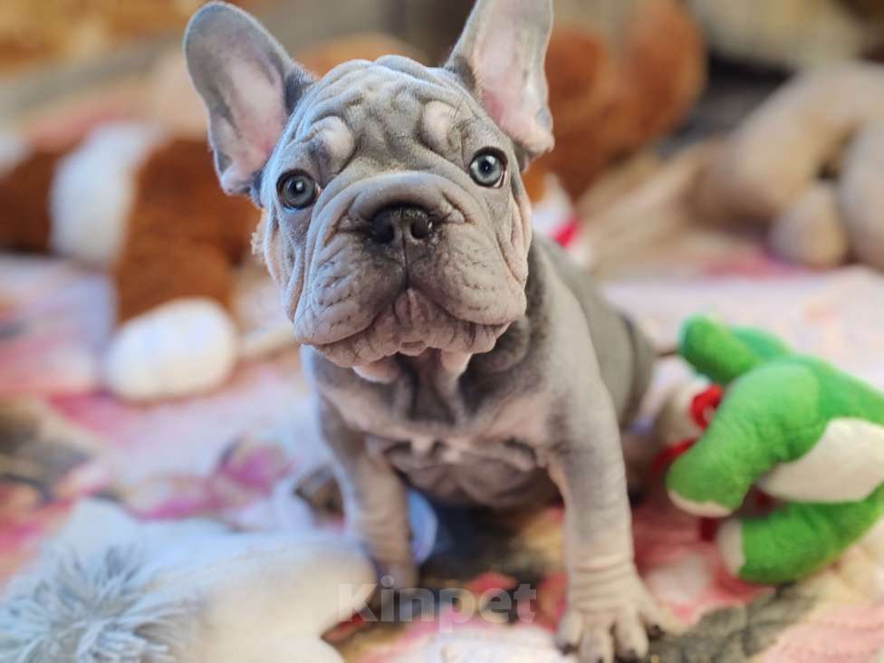 Собаки в Санкт-Петербурге: Бигроп Вельвет лиловый мальчик Мальчик, 80 000 руб. - фото 3