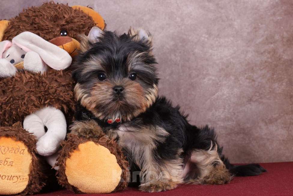 Собаки в Москве: Йоркширский сладкий курносик Синабон РКФ Мальчик, 55 000 руб. - фото 5