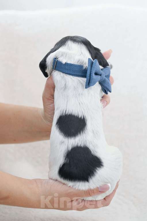 Собаки в Владивостоке: Щенки русского охотничьего спаниеля Мальчик, 50 000 руб. - фото 2