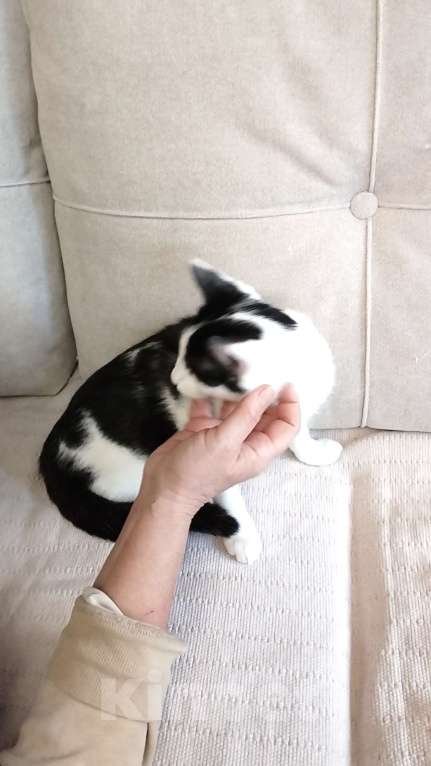 Кошки в Санкт-Петербурге: Самая умная малышка Девочка, Бесплатно - фото 5