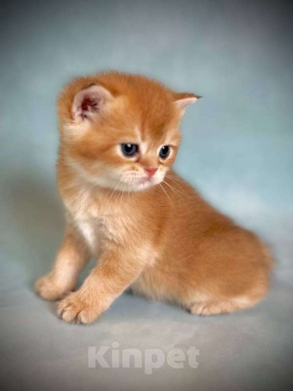 Кошки в Калуге: Британская золотая шиншилла Мальчик, 45 000 руб. - фото 3